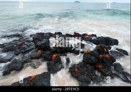 Crabes rouges (Grapsus grapsus) sur des rochers au bord de l'eau dans le parc national des Galapagos ; îles Galapagos, Équateur Banque D'Images