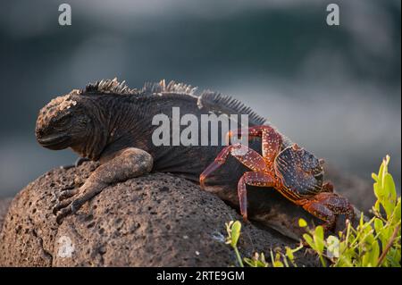 Le crabe rouge (Grapsus grapsus) grimpe au sommet d'un iguane marin (Amblyrhynchus cristatus) dans le parc national des îles Galapagos Banque D'Images