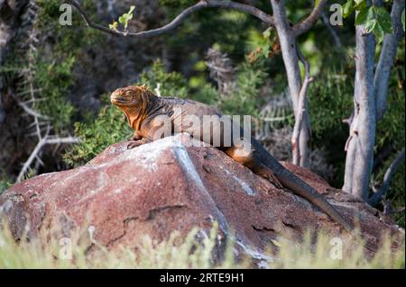 Vue rapprochée d'un iguane terrestre des Galapagos (Conolophus subcristatus) dans le parc national des îles Galapagos ; île Seymour du Nord, îles Galapagos, Équateur Banque D'Images