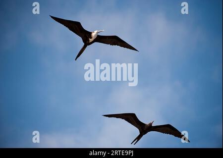 De magnifiques frigidaires (Fregata magnificens) volent dans un ciel bleu avec des nuages dans le parc national des îles Galapagos Banque D'Images