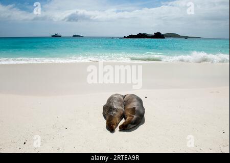 Paire d'otaries des Galapagos (Zalophus wollebaeki) loll sur la plage de l'île d'Espanola dans le parc national des îles Galapagos Banque D'Images