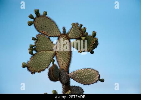 Cactus à poire de Barbarie (Opuntia echios var. Gigantea) contre un ciel bleu sur l'île de Santa Cruz dans le parc national des îles Galapagos Banque D'Images