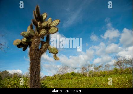 Cactus à poire de Barbarie (Opuntia echios var. Gigantea) contre un ciel bleu avec des nuages sur l'île de Santa Cruz dans le parc national des îles Galapagos Banque D'Images