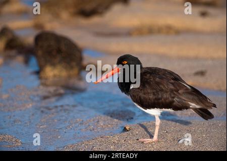 Huissier américain (Haematopus palliatus) sur la rive de l'île Santa Cruz dans le parc national des îles Galapagos Banque D'Images