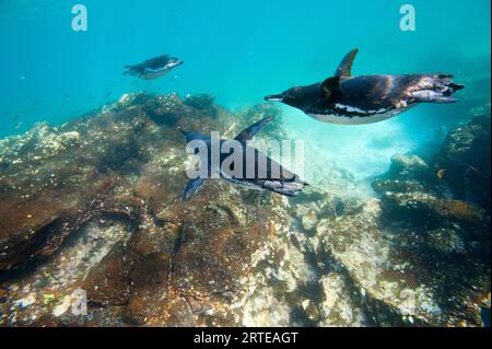 Pingouins des Galapagos (Spheniscus mendiculus) en voie de disparition sous l'eau près de l'île Bartholomew dans le parc national des îles Galapagos Banque D'Images