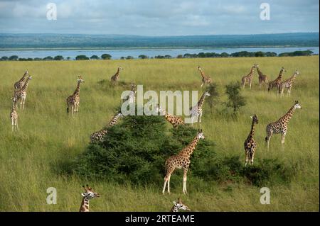 Troupeau de girafes de Rothschild (Giraffa camelopardalis rothschildi) pâturant sur les arbres dans le parc national de Murchison Falls, Ouganda Banque D'Images