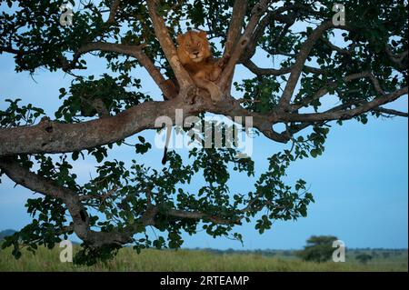 Le lion africain (Panthera leo) grimpe à un arbre pour dormir dans le parc national Queen Elizabeth, Ouganda Banque D'Images