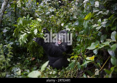 Gorille de montagne (Gorilla gorilla beringei) dans la forêt impénétrable de Bwindi ; Ouganda Banque D'Images