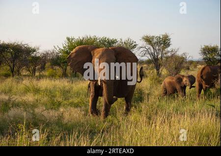 L'éléphant d'Afrique (Loxodonta africana) se trouve dans les herbes de la réserve animalière de Madikwe, en Afrique du Sud Banque D'Images