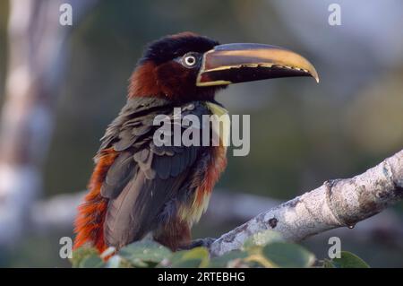 Portrait d'un aracari à oreilles de châtaignier (Pteroglossus castanotis) perché sur une branche d'arbre ; Pantanal, Brésil Banque D'Images