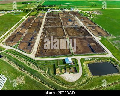 Vue aérienne d'un grand parc d'alimentation du bétail entouré de champs de grains verts ; au sud-est de Carseland, Alberta, Canada Banque D'Images