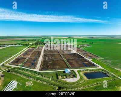 Vue aérienne d'un grand parc d'alimentation du bétail avec un ciel bleu et des nuages, entouré de champs de grains verts ; sud-est de Carseland, Alberta, Canada Banque D'Images