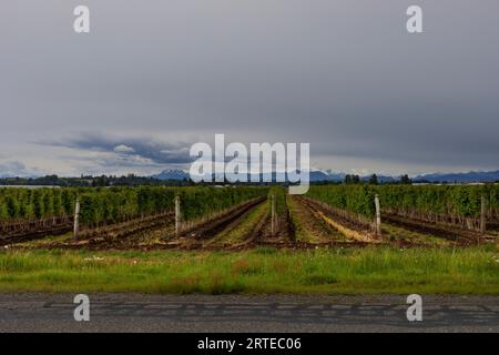 Vue panoramique de rangées d'arbres fruitiers le long d'une route de campagne sous un ciel orageux avec les montagnes silhouettées le long de l'horizon Banque D'Images