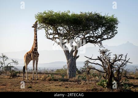 Girafe réticulée (Giraffa reticulata) se dresse sur la savane parcourant un acacia près du mont Kenya ; Laikipia, Kenya Banque D'Images