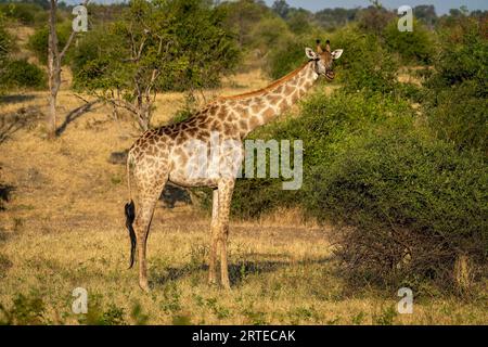 Portrait d'une girafe du Sud (Giraffa giraffa) debout près d'une caméra d'observation du Bush ; Parc national de Chobe, Botswana Banque D'Images