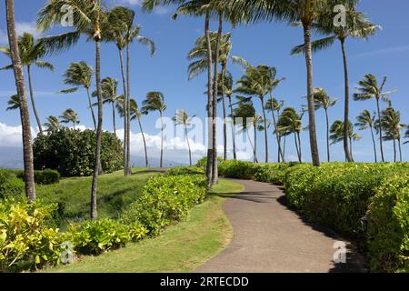 Promenade à travers un parc luxuriant et riverain avec des palmiers (Arecaceae) contre un ciel bleu à Kapalua Beach Banque D'Images