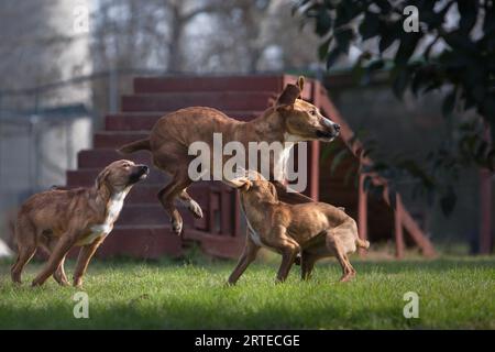 Deux chiots jouent avec un chien adulte dehors Banque D'Images