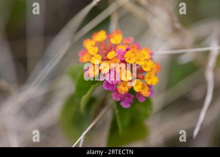 Gros plan de fleurs de Lantana roses et jaunes vibrantes (Lantana camara) à West Maui ; Maui, Hawaii, États-Unis d'Amérique Banque D'Images