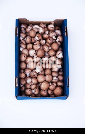 Champignons dans une boîte en carton Banque D'Images