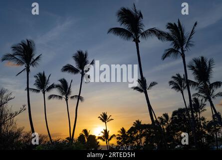 Silhouette de palmiers (Arecaceae) contre la lumière du soleil dorée et un ciel bleu au crépuscule dans la Wailea Resort Area Banque D'Images