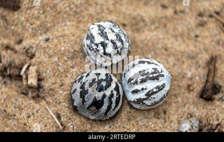 Gros plan de noix de Kukui séchées rayées noires et blanches se trouvant dans le sable de Kamaole 2 Beach, souvent utilisées dans la fabrication de leis hawaïens traditionnels Banque D'Images