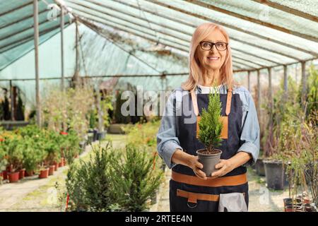 Jardinière femelle tenant un petit arbre à feuilles persistantes dans un pot à une serre Banque D'Images