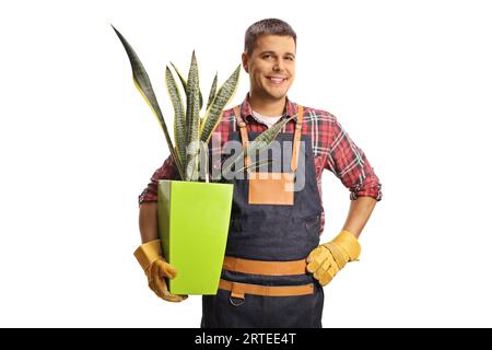 Fleuriste masculin tenant une plante dracaena trifasciata isolée sur fond blanc Banque D'Images