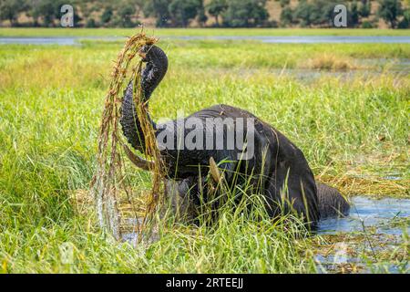 Portrait de l'éléphant de brousse d'Afrique (Loxodonta africana) debout dans l'eau soulevant l'herbe de la rivière, mangeant et se lavant dans le parc national de Chobe Banque D'Images