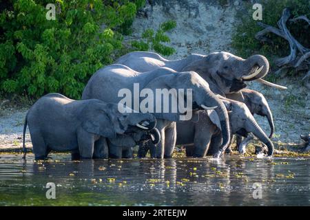 Troupeau d'éléphants de brousse d'Afrique (Loxodonta africana) se tenant dans l'eau potable de la rivière dans le parc national de Chobe ; Chobe, Botswana Banque D'Images