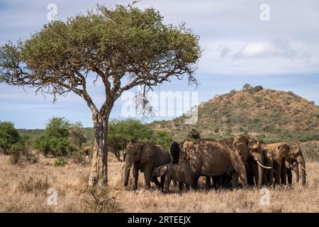 Troupeau d'éléphants de brousse d'Afrique (Loxodonta africana) debout à l'ombre sous un acacia dans la savane de Segera ; Segera, Laikipia, Kenya Banque D'Images