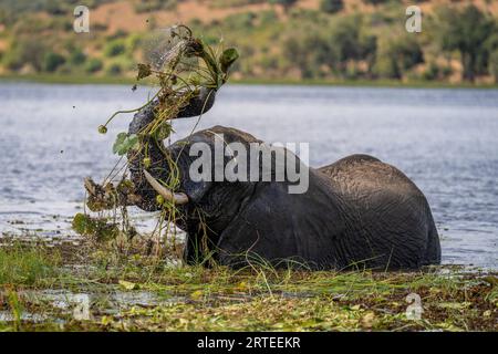 Portrait de l'éléphant de brousse d'Afrique (Loxodonta africana) debout dans la rivière lavant avec l'herbe et l'eau dans le parc national de Chobe ; Chobe, Botswana Banque D'Images