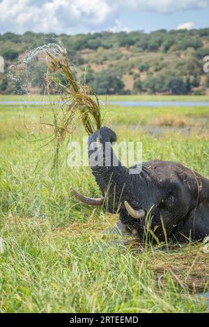 Éléphant de brousse d'Afrique (Loxodonta africana) dans l'eau lavant et soulevant l'herbe de rivière avec son tronc et ses défenses dans le parc national de Chobe Banque D'Images