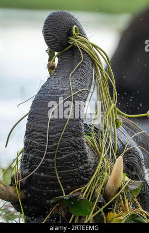 Vue rapprochée du tronc et des défenses d'un éléphant de brousse africain (Loxodonta africana) dans l'eau soulevant l'herbe de la rivière dans le parc national de Chobe Banque D'Images