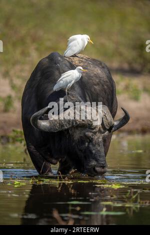 Portrait d'un Cape Buffalo (Syncerus caffer) buvant dans une rivière portant deux aigrettes de bétail (Bubulcus ibis) sur son dos dans le parc national de Chobe Banque D'Images
