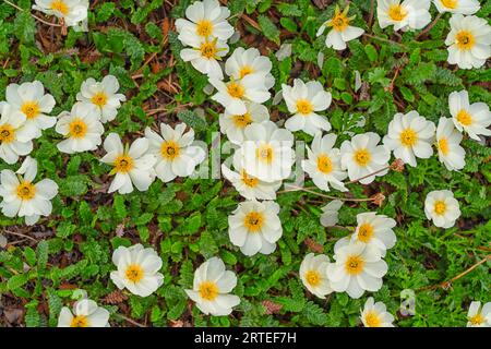 Gros plan d'Avens blancs des montagnes (Dryas octopetala) poussant sur une colline au Yukon ; territoire du Yukon, Canada Banque D'Images