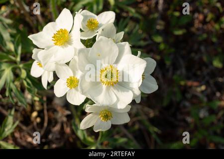 Gros plan d'un groupe d'Avens de montagne blancs (Dryas octopetala) poussant sur une colline au Yukon ; territoire du Yukon, Canada Banque D'Images