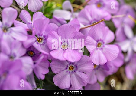 Gros plan du Phlox commun (Phlox paniculata) fleurit en abondance dans le nord du Yukon ; territoire du Yukon, Canada Banque D'Images