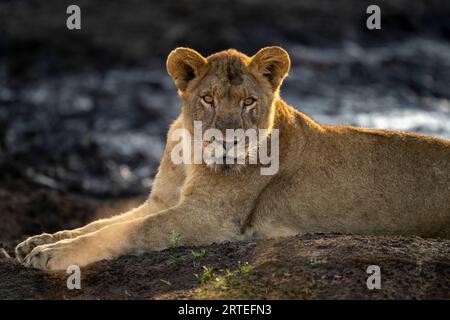 Portrait en gros plan d'un jeune lion (Panthera leo) allongé regardant la caméra dans le parc national de Chobe ; Chobe, Botswana Banque D'Images