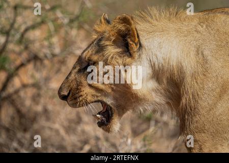 Portrait en gros plan d'un jeune lion mâle (Panthera leo) hurlant à la bouche ouverte ; Laikipia, Kenya Banque D'Images