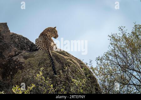 Vue prise de derrière un léopard (Panthera pardus) allongé sur des rochers ensoleillés regardant vers le bas depuis la colline rocheuse contre un ciel bleu ; Laikipia, Kenya Banque D'Images