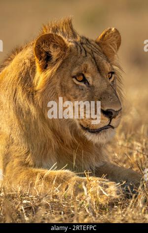 Portrait rapproché d'un jeune lion mâle (Panthera leo) allongé sur la svannah dans le parc national de Chobe ; Chobe, Botswana Banque D'Images