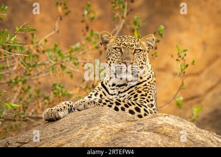 Léopard (Panthera pardus) repose sur le rocher avec des branches derrière ; Kenya Banque D'Images