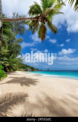 Exotique Plage ensoleillée, cocotiers et mer turquoise aux Seychelles Banque D'Images