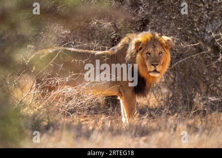 Portrait d'un lion mâle (Panthera leo) debout parmi les buissons, regardant dans le deuil devant la caméra ; Laikipia, Kenya Banque D'Images