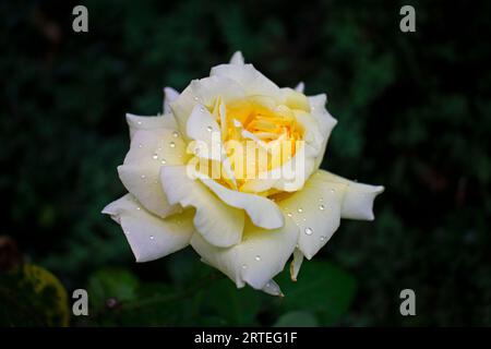 Une seule grande rose jaune, avec des notes de rose sur les pétales extérieurs, sur un fond vert flou -27 Banque D'Images