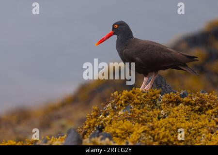 Portrait en gros plan d'un oiseau attrapeur d'huîtres (Haematopus) debout sur un rocher recouvert d'algues jaunes de couleur orange, un jour d'été au Prince Wil... Banque D'Images