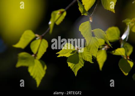 Gros plan d'un bouleau bourgeonnant des feuilles de printemps par un jour ensoleillé de printemps ; Anchorage, Alaska, États-Unis d'Amérique Banque D'Images