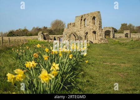 Greyfriars Medieval Friary, avec des jonquilles jaunes fleurissant au premier plan ; Dunwich, Suffolk, Angleterre Banque D'Images