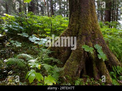 Plancher forestier de vieux arbres dans la forêt nationale de Tongass ; Sitka, Alaska, États-Unis d'Amérique Banque D'Images