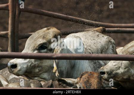 Les mouches de buffle (Haematobia exigua) couvrent un troupeau de bovins dans un enclos ; Darwin, Australie Banque D'Images